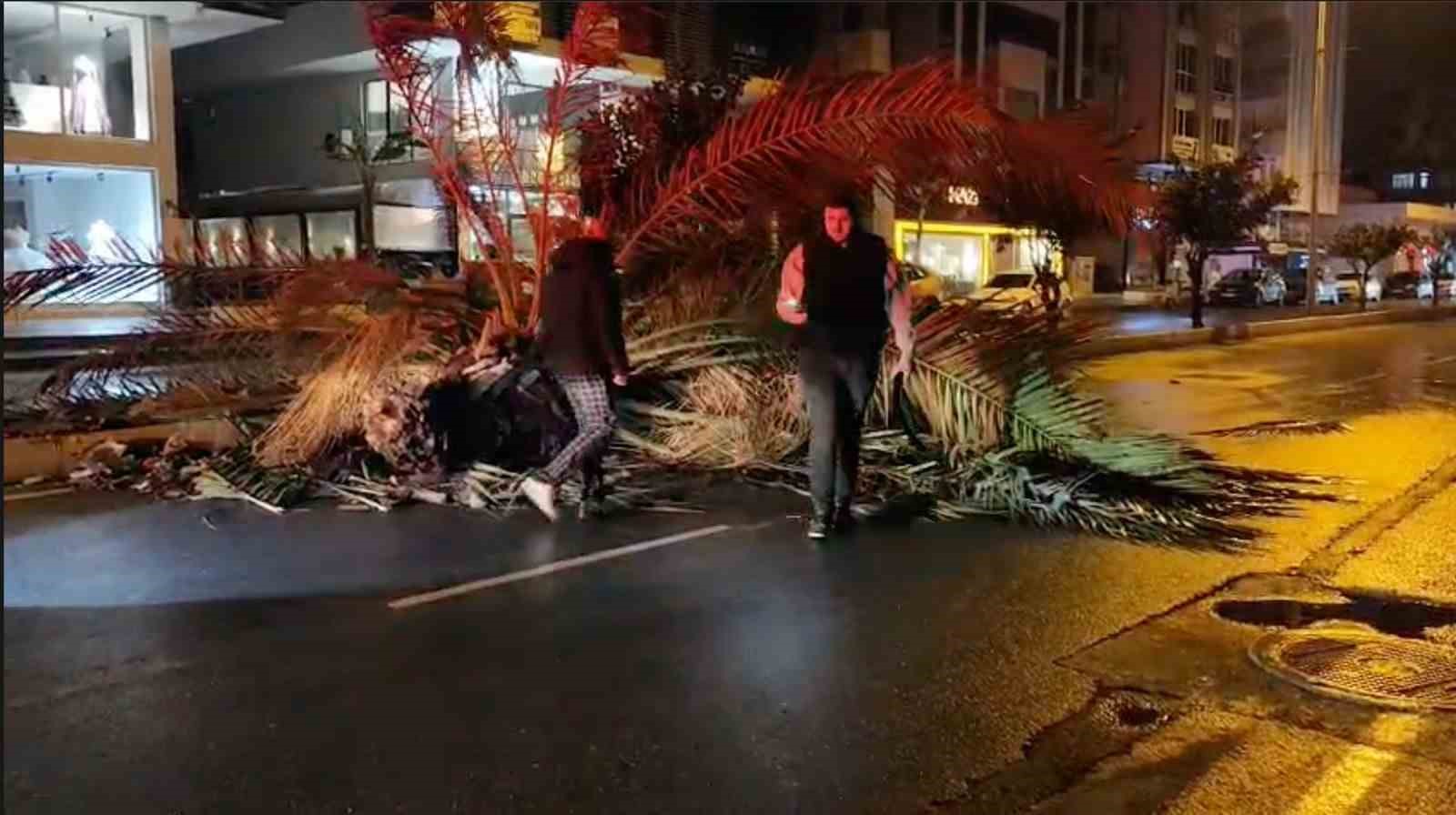 antalyada firtina palmiye agacini ikiye boldu 0 5PZj3y4z