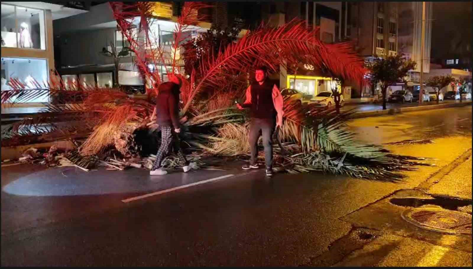 antalyada firtina palmiye agacini ikiye boldu 4 VCiE7tNT