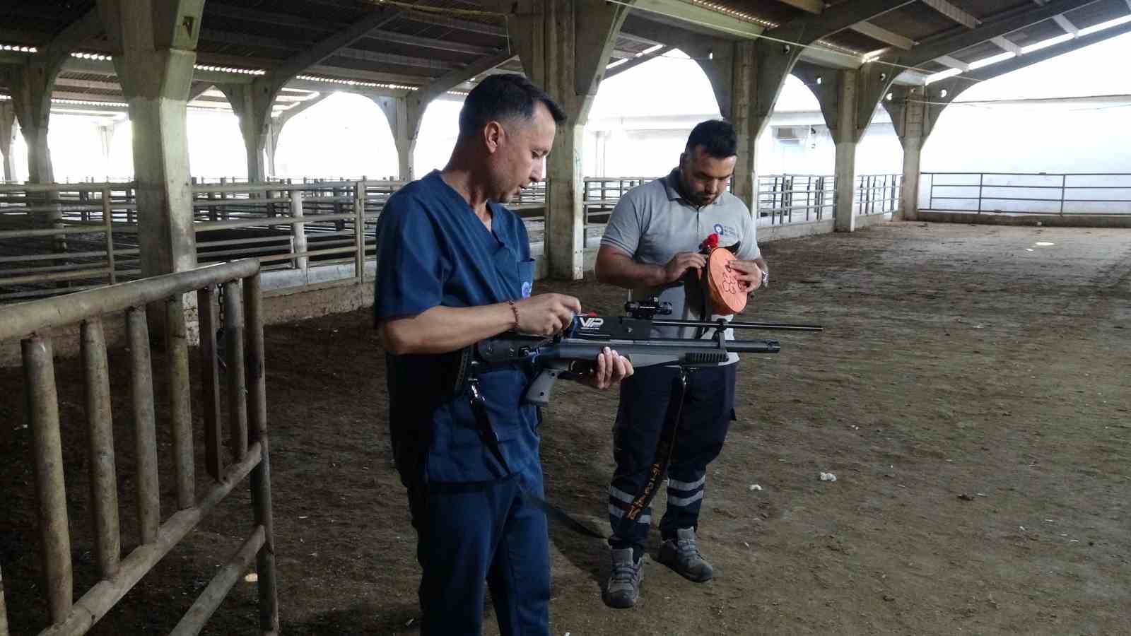 Antalya’da kaçan kurbanlıklar için kurulan "Kurban Yakalama Timi" göreve hazır 5 antalyada kacan kurbanliklar icin kurulan kurban yakalama timi goreve hazir 1 b4FHJk38