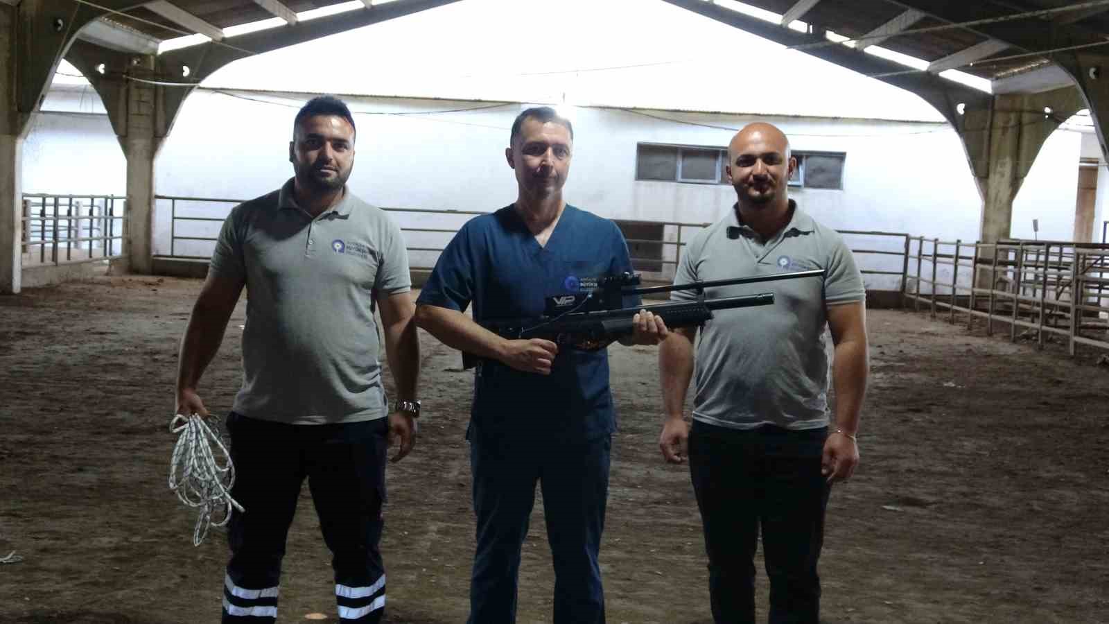 Antalya’da kaçan kurbanlıklar için kurulan "Kurban Yakalama Timi" göreve hazır 9 antalyada kacan kurbanliklar icin kurulan kurban yakalama timi goreve hazir 5 6sdlG9Ys