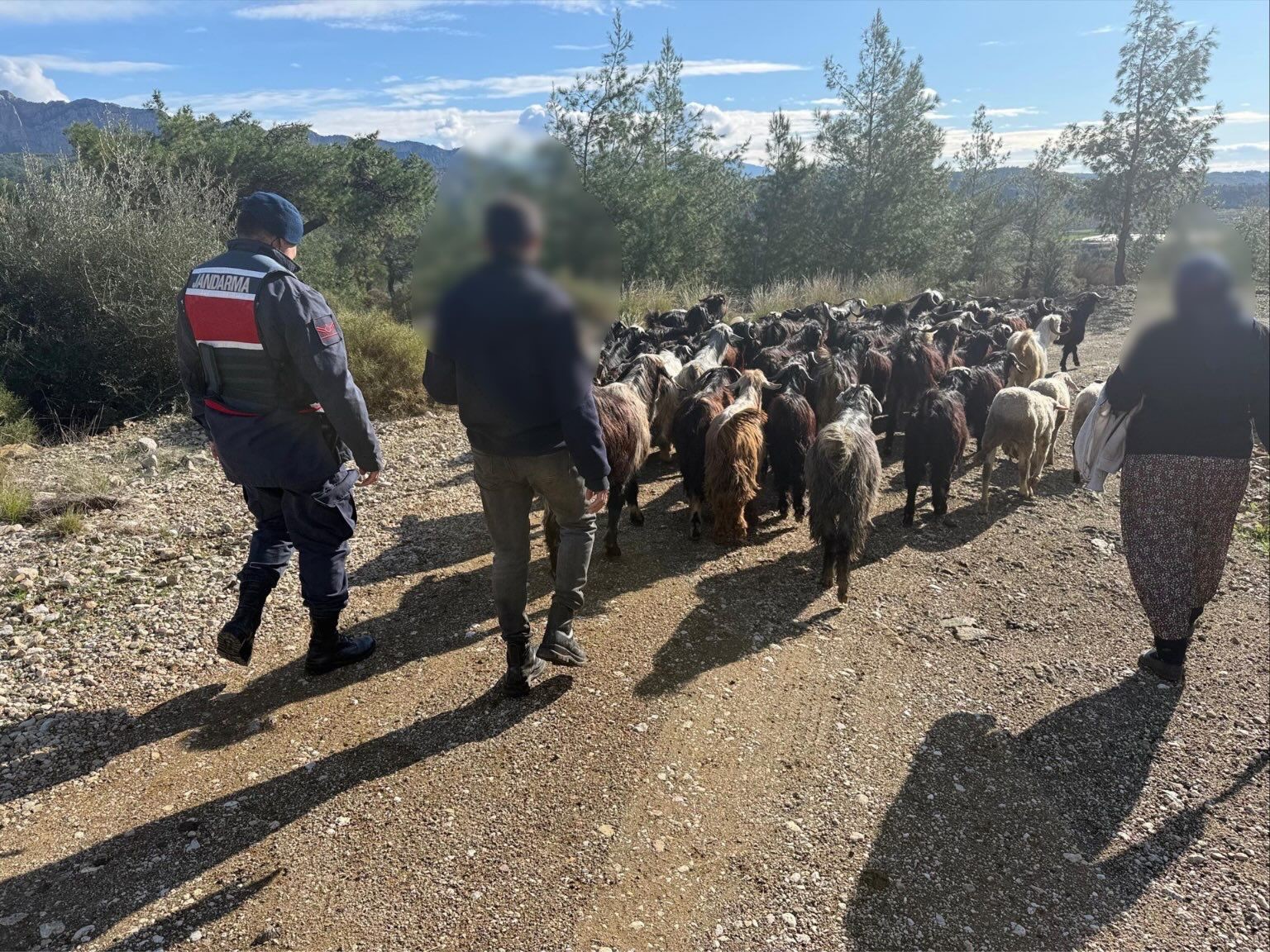 antalyada kaybolan 55 kucukbas hayvan jandarma ekiplerince bulundu 1 L1BT6OIb