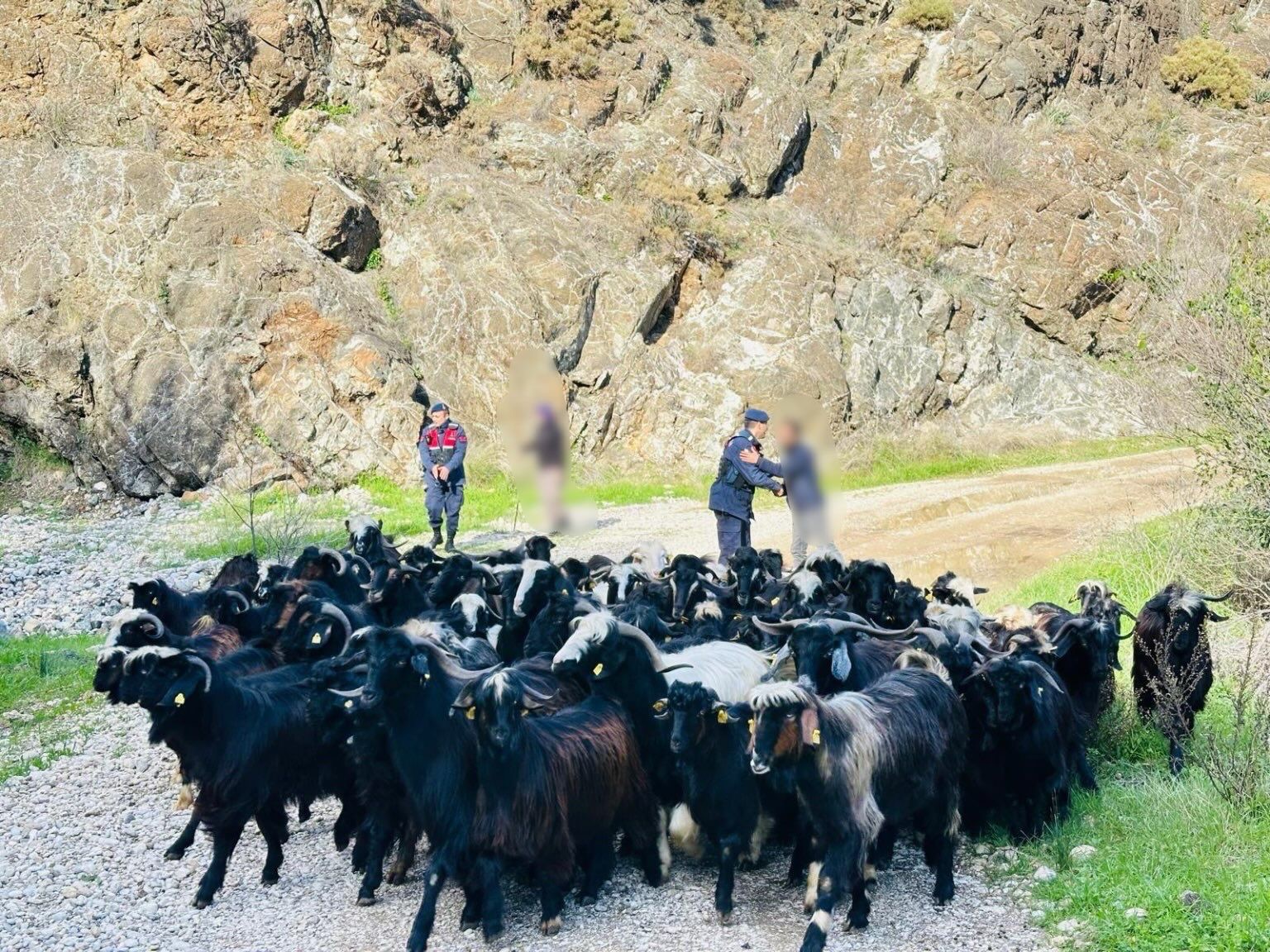 antalyada kaybolan 55 kucukbas hayvan jandarma ekiplerince bulundu 2 vKLXD4m4