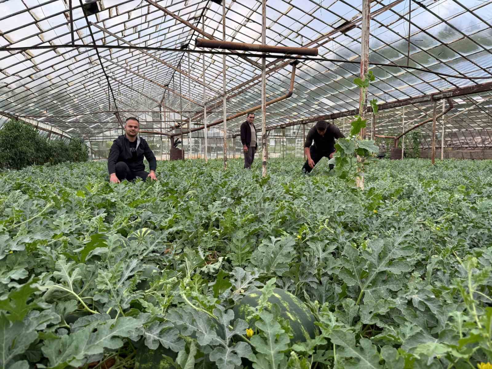 antalyada kis karpuzu hasadi icin geri sayim basladi 2 jcTzBVKY