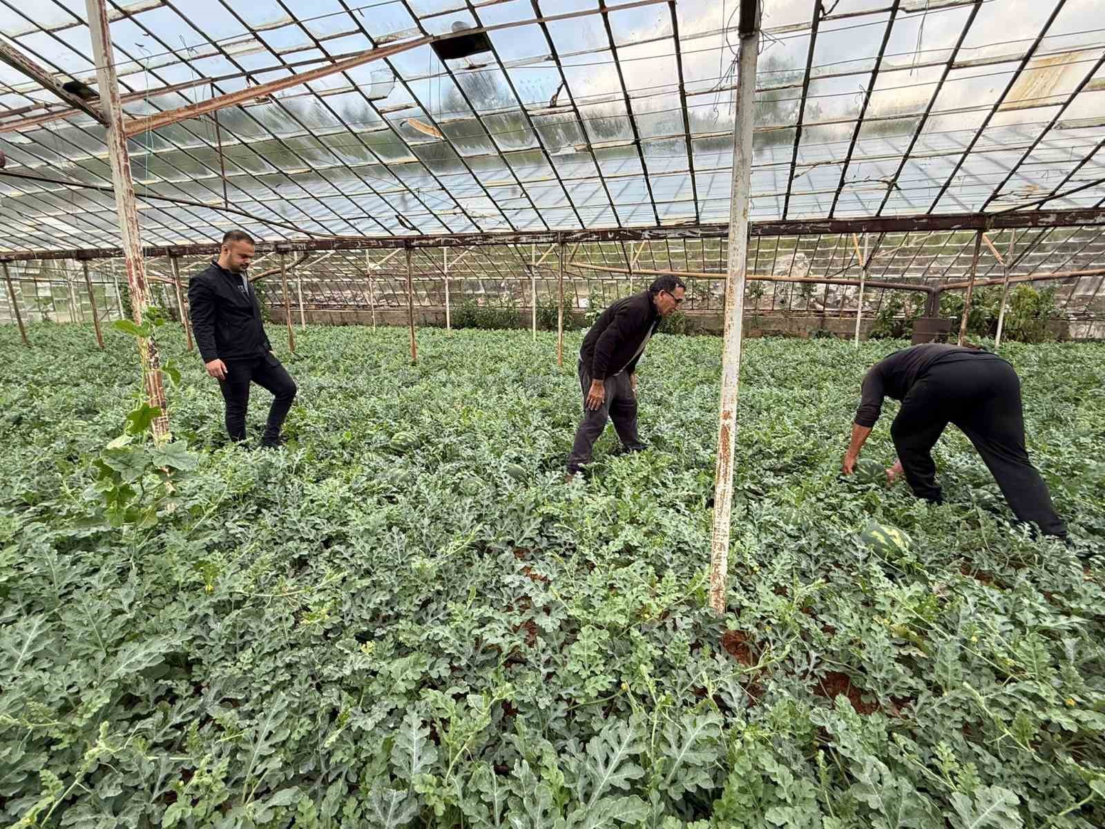 antalyada kis karpuzu hasadi icin geri sayim basladi 3