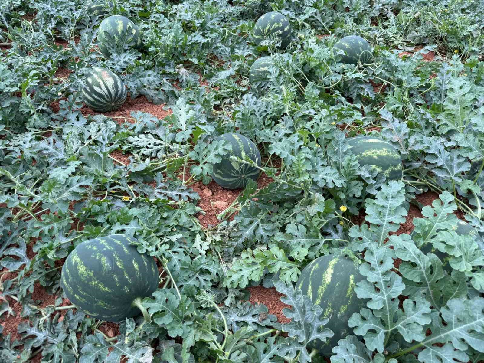 antalyada kis karpuzu hasadi icin geri sayim basladi 4 JJMRHmtU