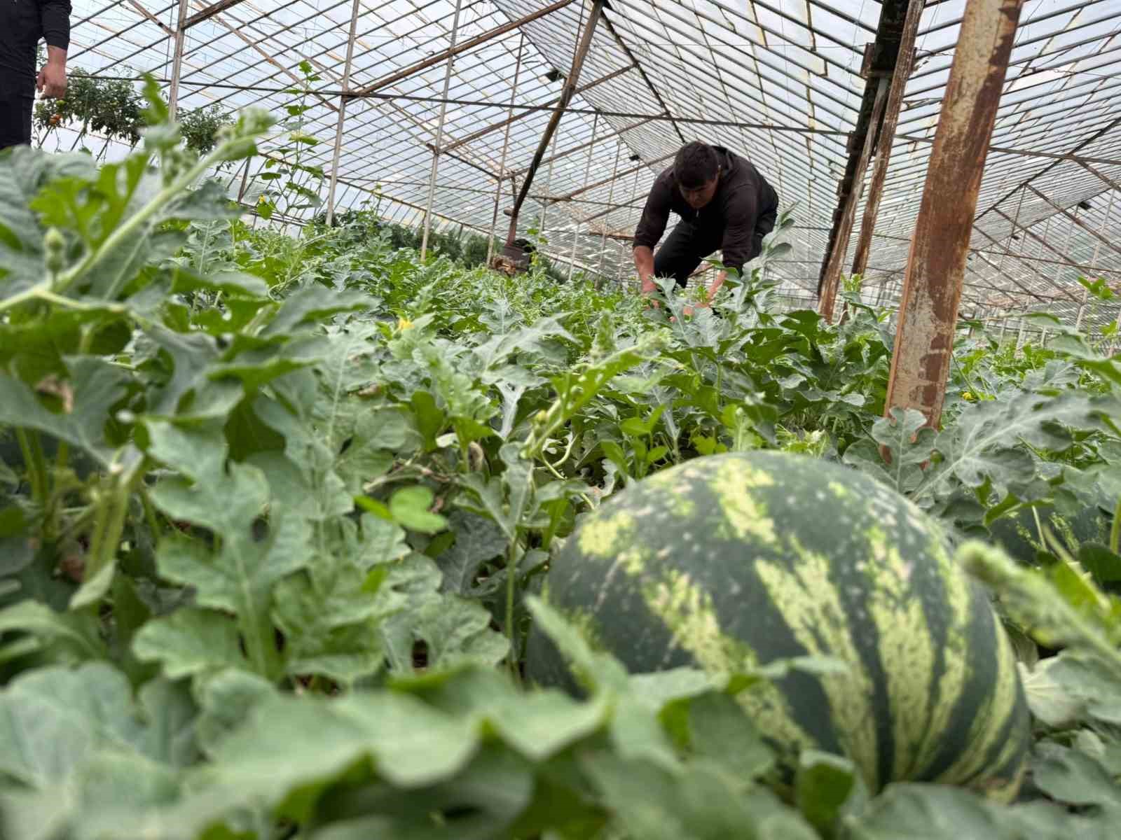 antalyada kis karpuzu hasadi icin geri sayim basladi 6 cMZ4jRGh