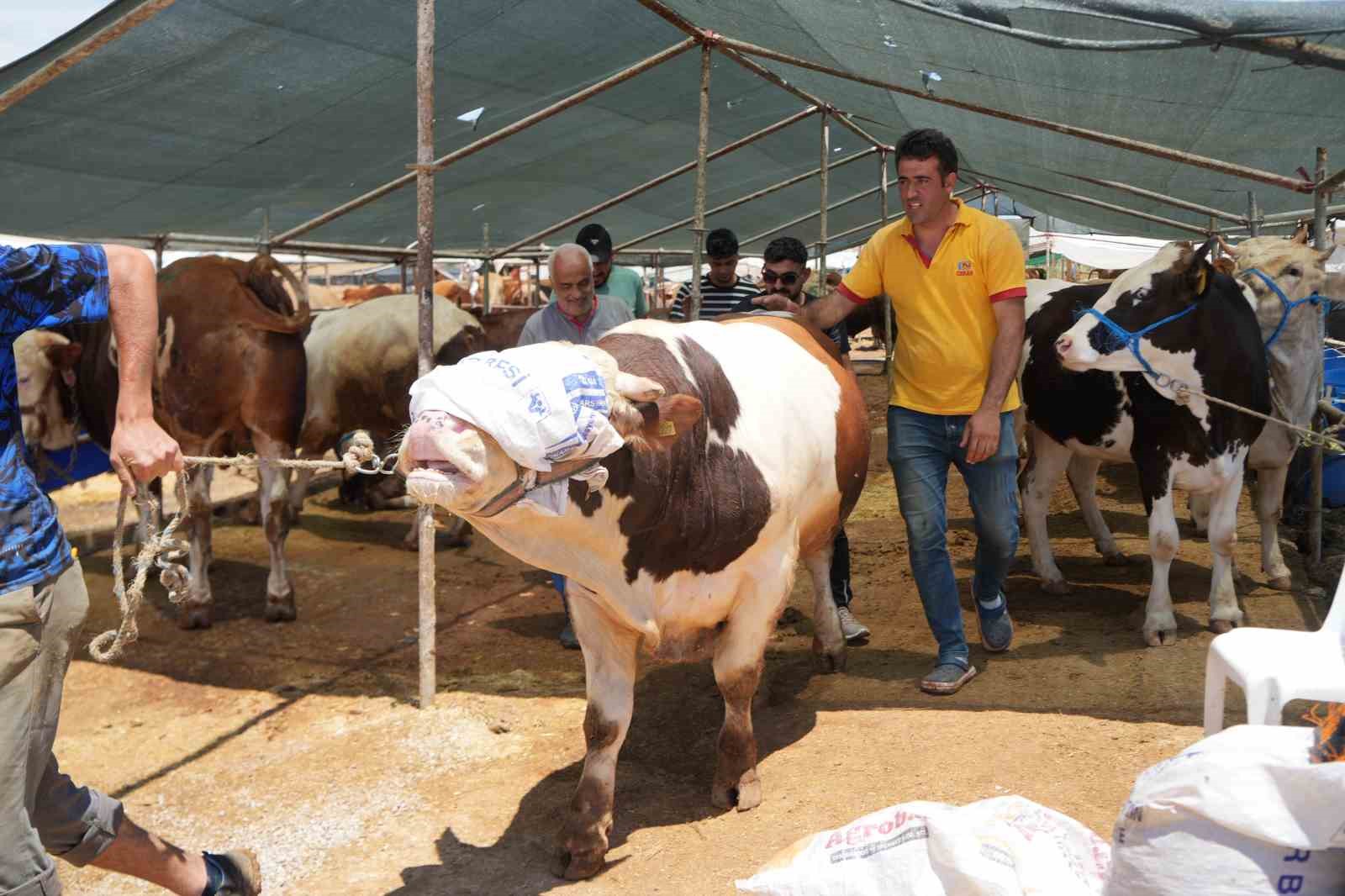 Antalya’da kurban pazarında son kozlar oynandı: "Zor belayla aldık, çok pazarlığını yaptık" 12 antalyada kurban pazarinda son kozlar oynandi zor belayla aldik cok pazarligini yaptik 8