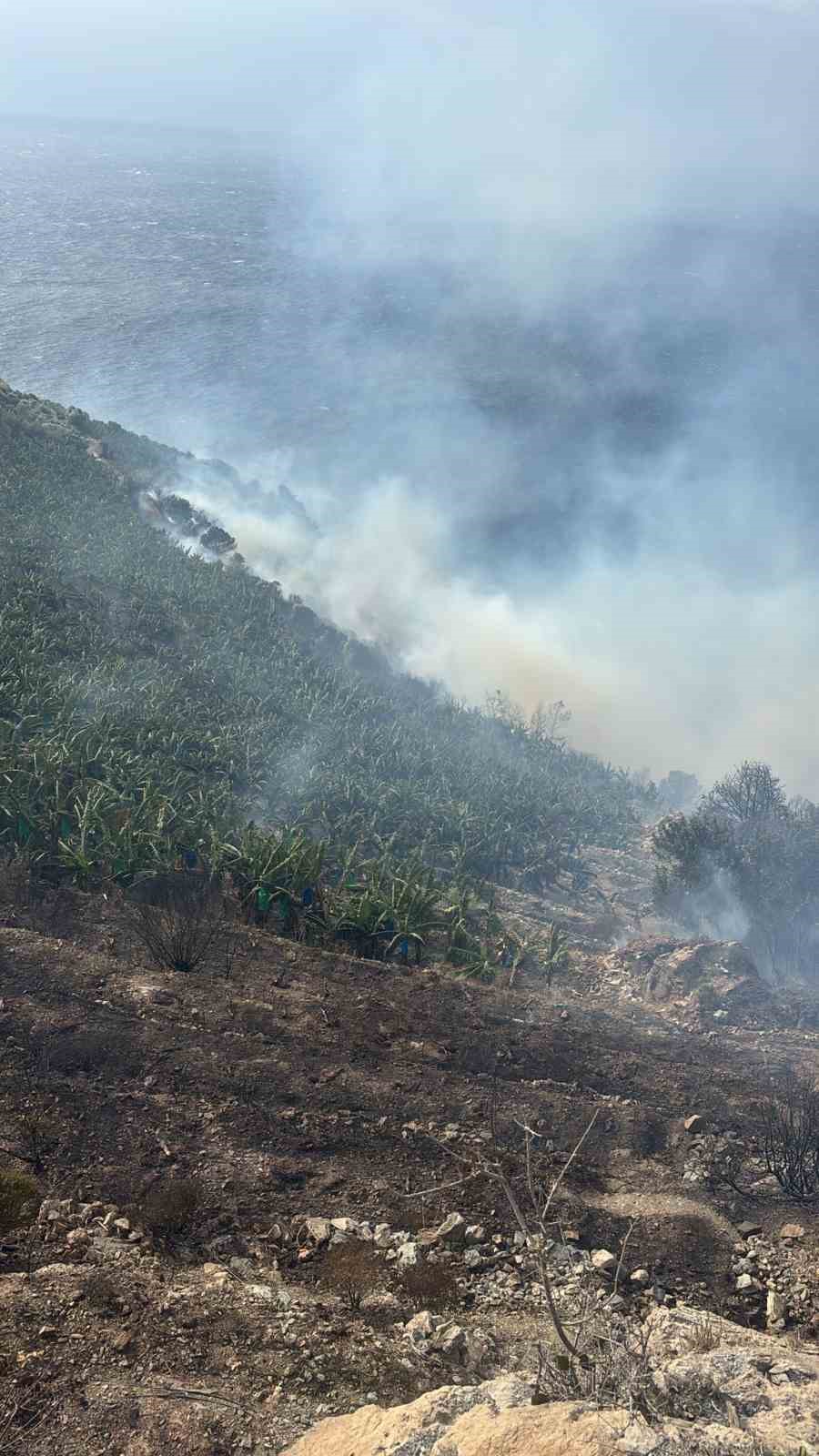 antalyada muz bahcesinde yangin 6 1trNwsY1