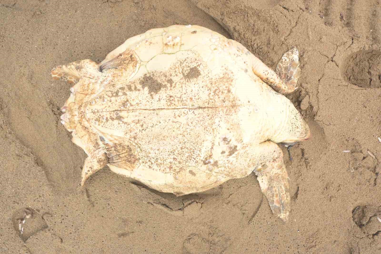 antalyada olu caretta caretta kiyiya vurdu 0 VJgT2PW7