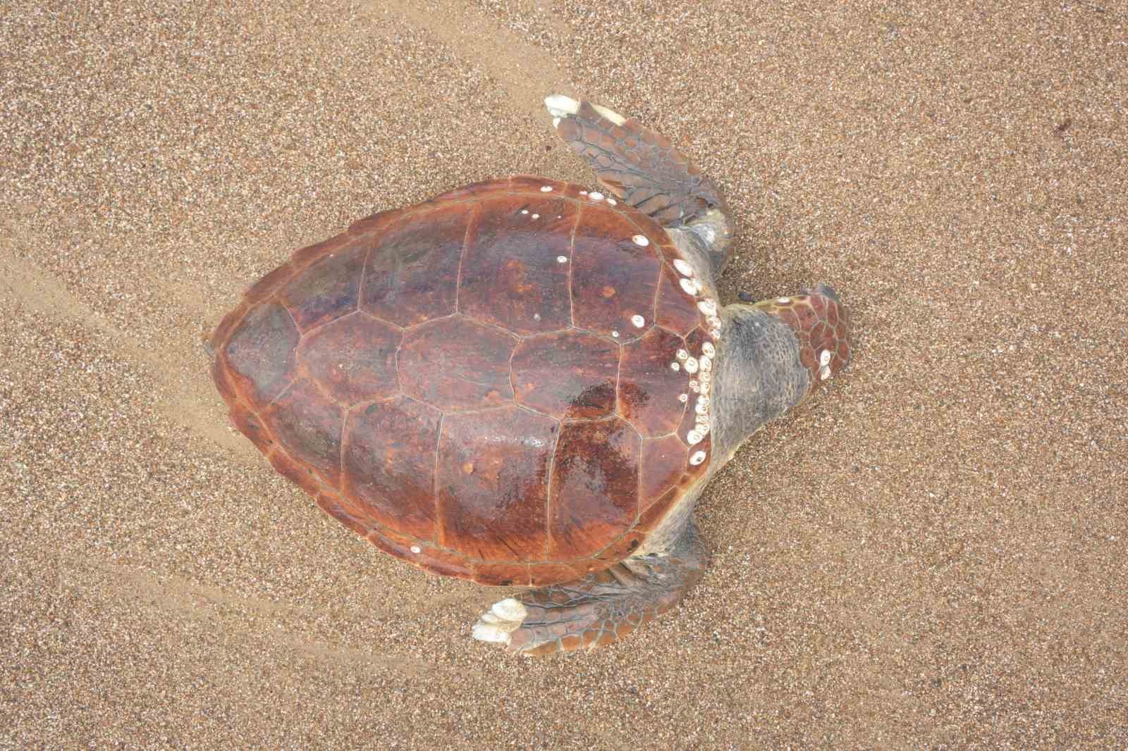 antalyada olu caretta caretta kiyiya vurdu 1 EbVSgnMS