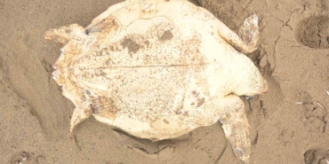 antalyada-olu-caretta-caretta-kiyiya-vurdu-T88hDmMO.jpg
