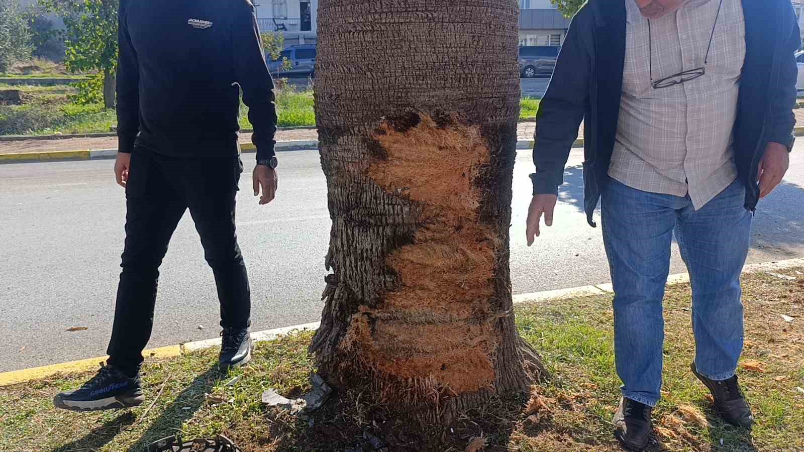 antalyada palmiye agacina carpan aracin surucusu yaralandi 3 tzZppOw3
