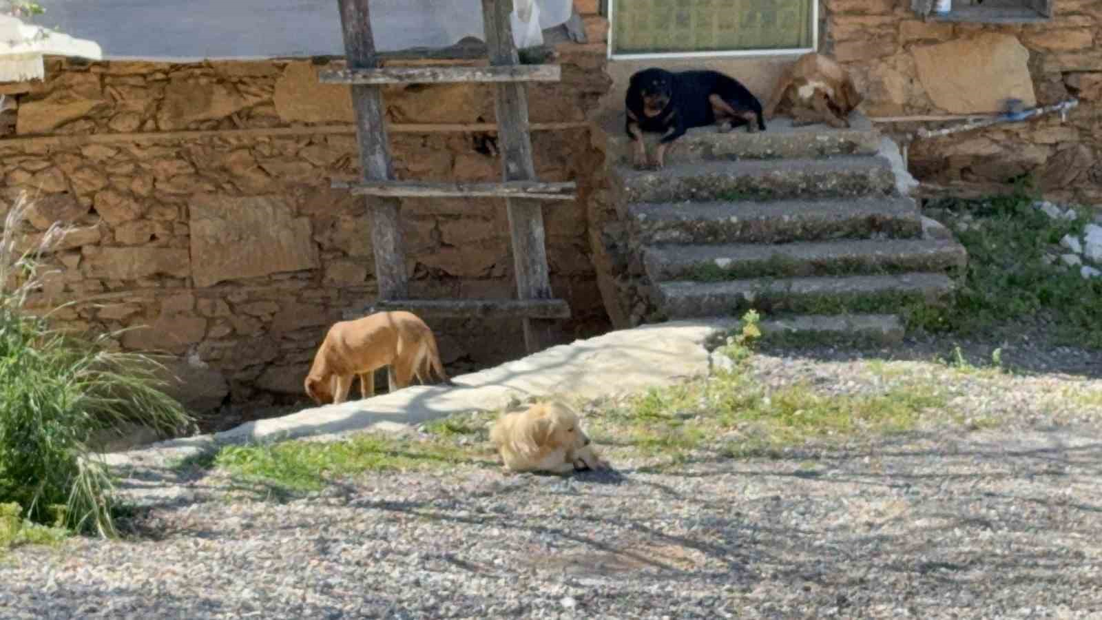 antalyada sahipsiz kopegin saldirisina ugrayan 7 yasindaki cocuk hastanelik oldu 3 Nl4FDHu1