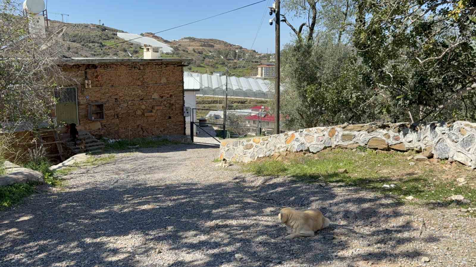 antalyada sahipsiz kopegin saldirisina ugrayan 7 yasindaki cocuk hastanelik oldu 5 rJbyy4Sr