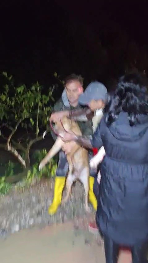 antalyada sel sularinin bastigi barinakta mahsur kalan 27 kopek botlarla kurtarildi 10 rar9Sta3