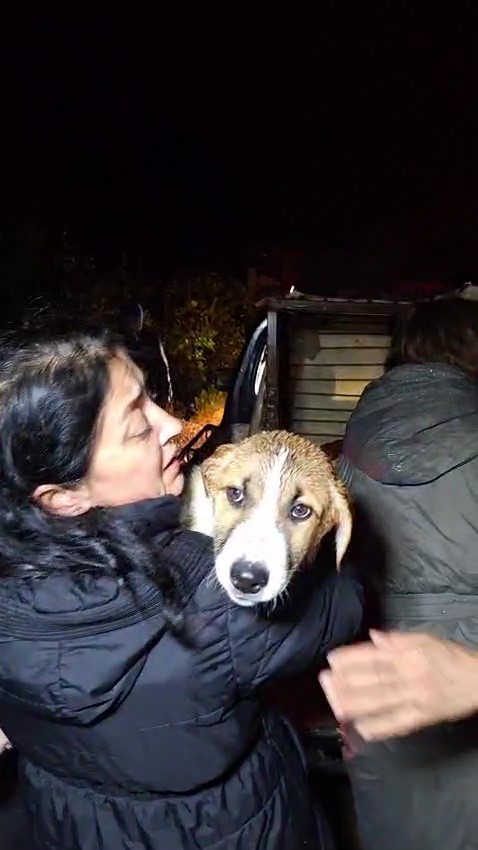 antalyada sel sularinin bastigi barinakta mahsur kalan 27 kopek botlarla kurtarildi 4 hlg68KRJ