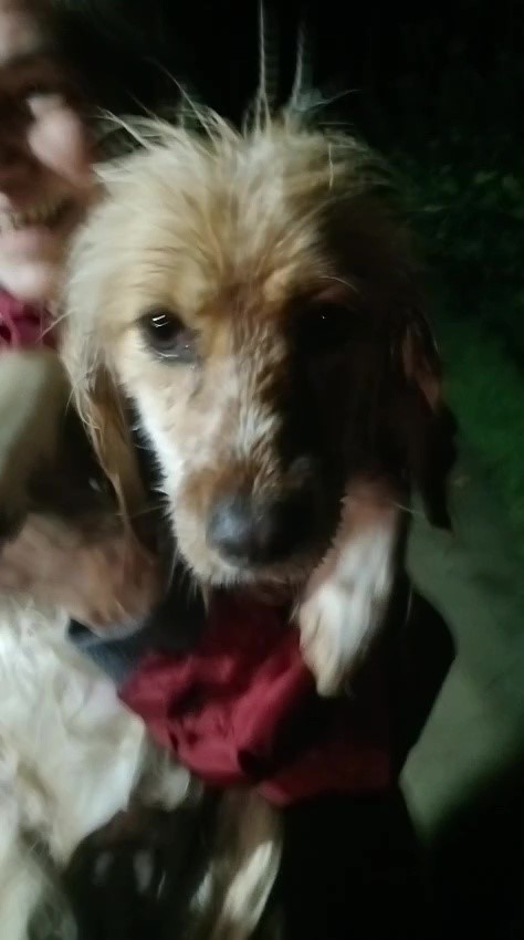 antalyada sel sularinin bastigi barinakta mahsur kalan 27 kopek botlarla kurtarildi 8 f43g7L9S