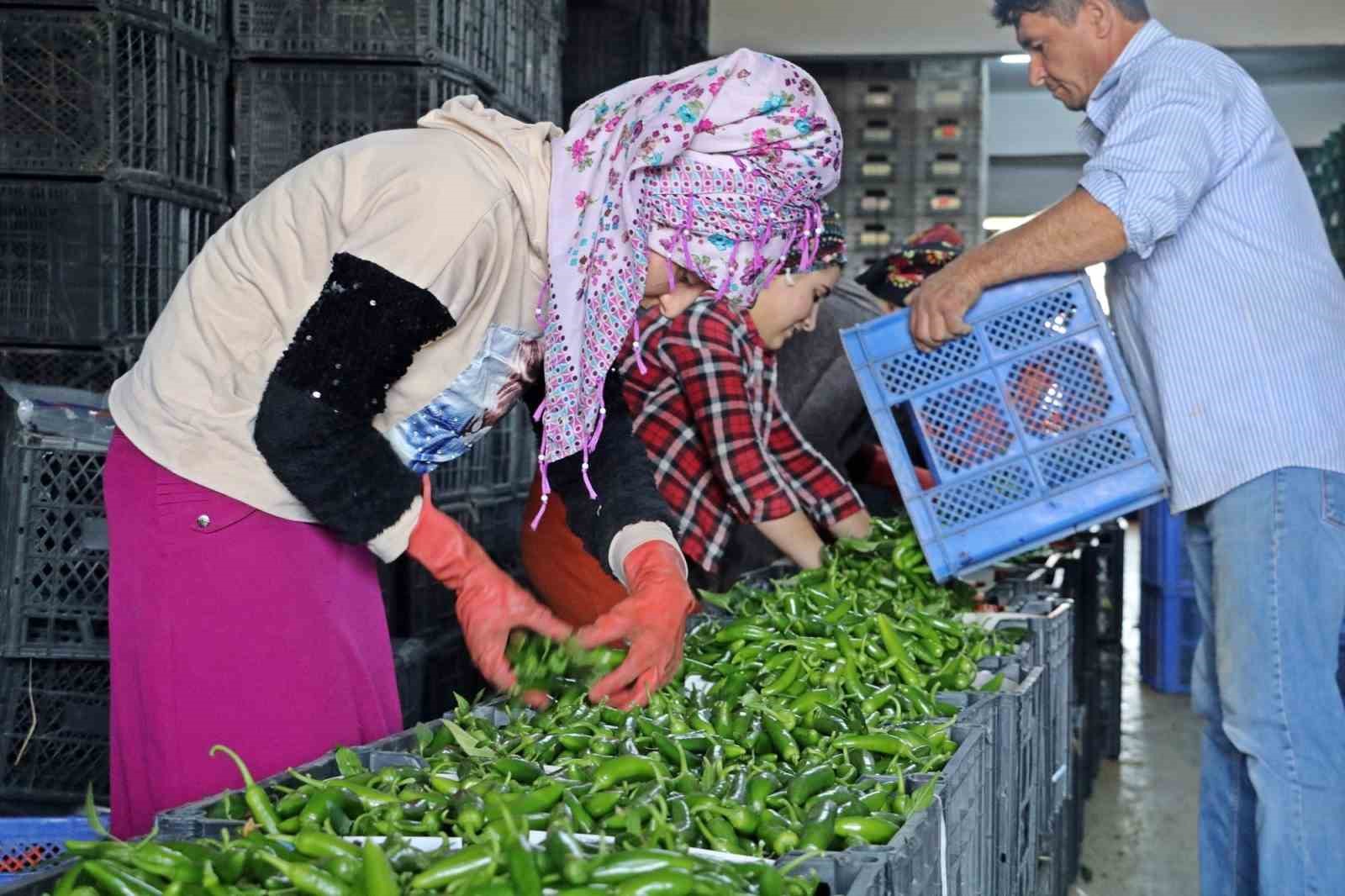 antalyada subat ayinda meyve islem miktar endeksi yuzde 2134 azaldi 2 PCJbgwRG