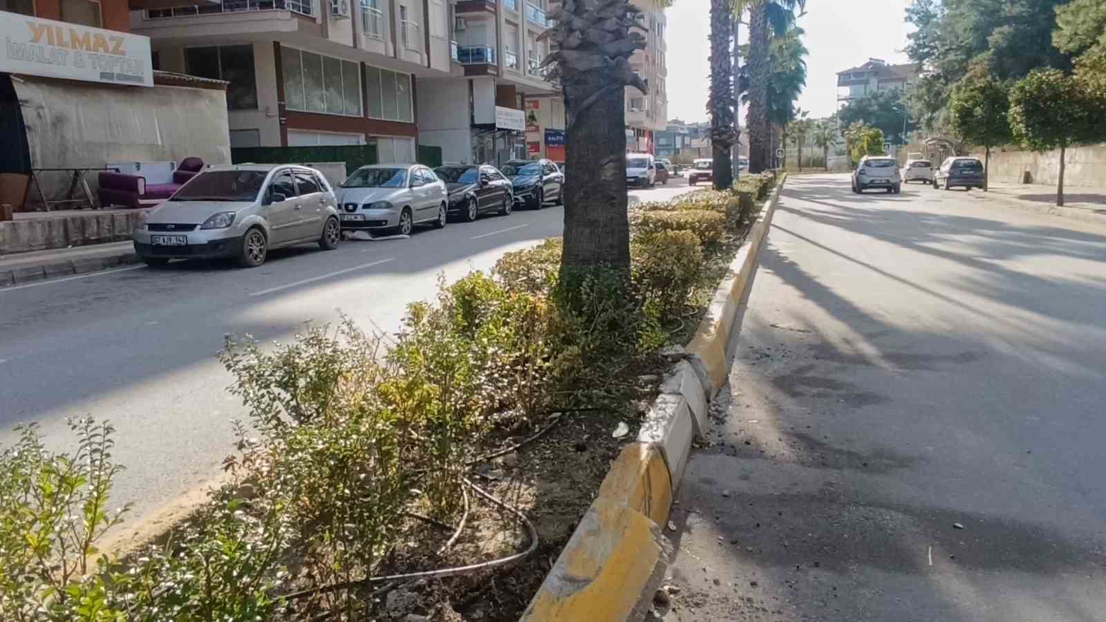 antalyada viraji alamadi palmiye agacina carpti 2 pHBNwLE2