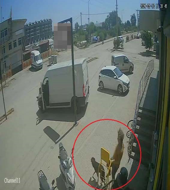 antalyada yabanci uyruklu sahis kedinin uzerine basti kopegi tekmeledi 4
