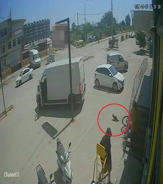 antalyada yabanci uyruklu sahis kedinin uzerine basti kopegi tekmeledi 6 J4Bq1jwi