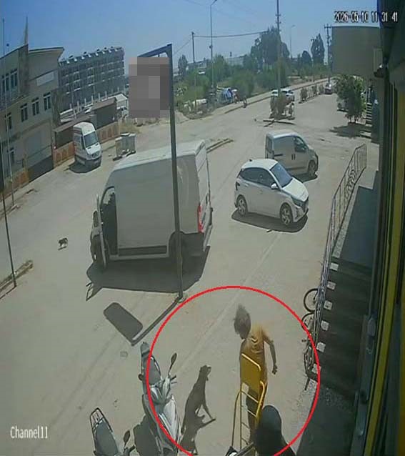 antalyada yabanci uyruklu sahis kedinin uzerine basti kopegi tekmeledi 7 lGzvehJQ