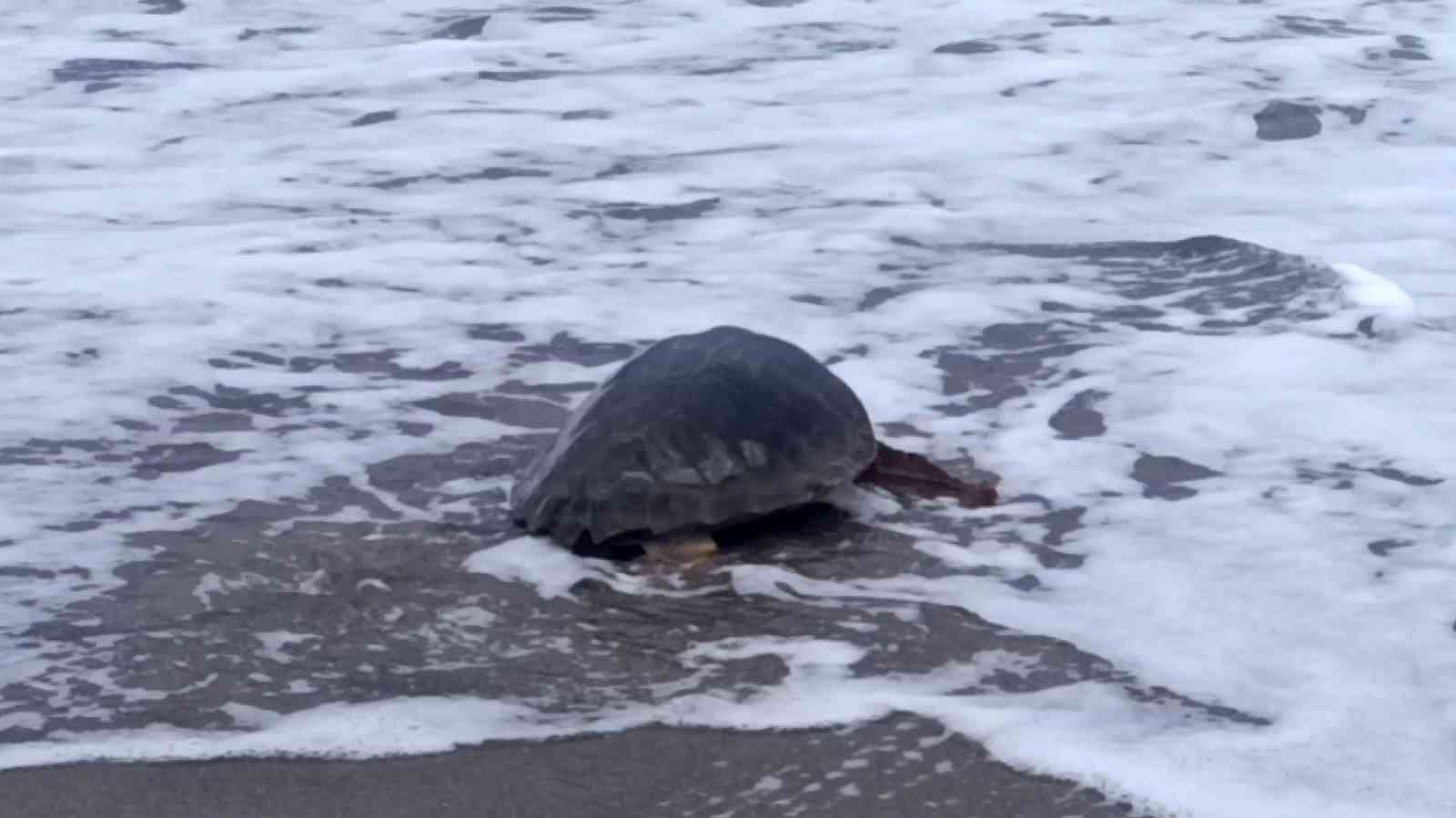 antalyada yarali bulunan caretta caretta tedavisinin ardindan yeniden ozgurluge kavustu 0 ZUT3IjXF