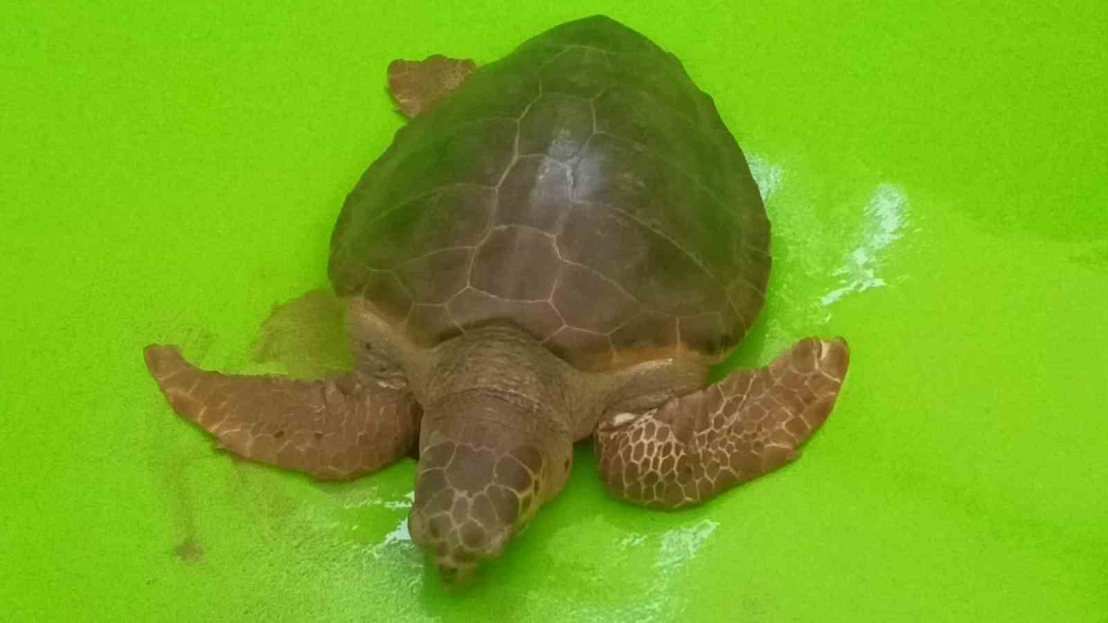 antalyada yarali bulunan caretta caretta tedavisinin ardindan yeniden ozgurluge kavustu 6