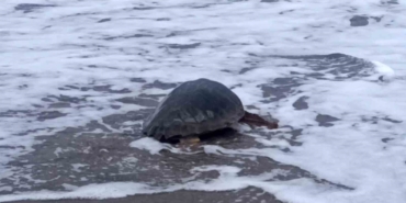 antalyada-yarali-bulunan-caretta-caretta-tedavisinin-ardindan-yeniden-ozgurluge-kavustu-zup7MjCO.jpg