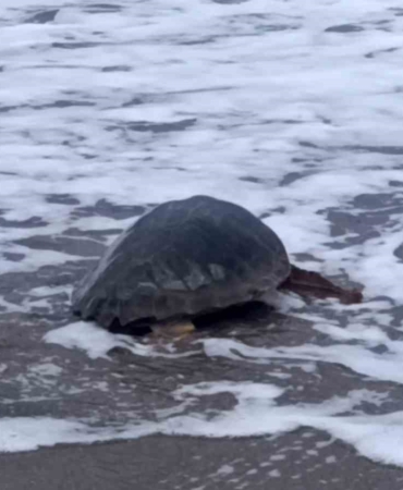 antalyada-yarali-bulunan-caretta-caretta-tedavisinin-ardindan-yeniden-ozgurluge-kavustu-zup7MjCO.jpg