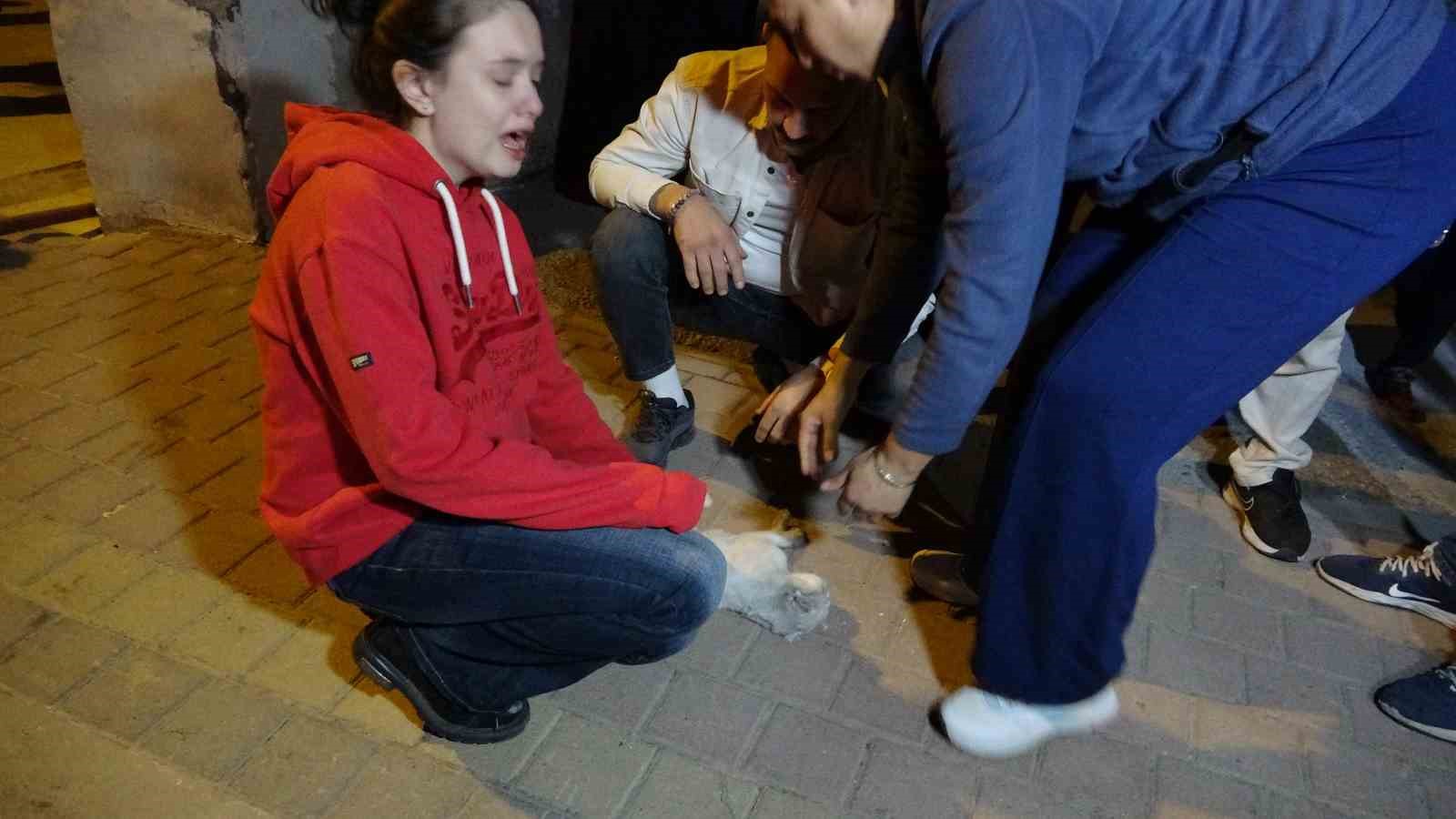 Antalya’daki yangında 2 kedi telef oldu, sahipleri gözyaşlarına boğuldu 12 antalyadaki yanginda 2 kedi telef oldu sahipleri gozyaslarina boguldu 8 UWF6Mgnd