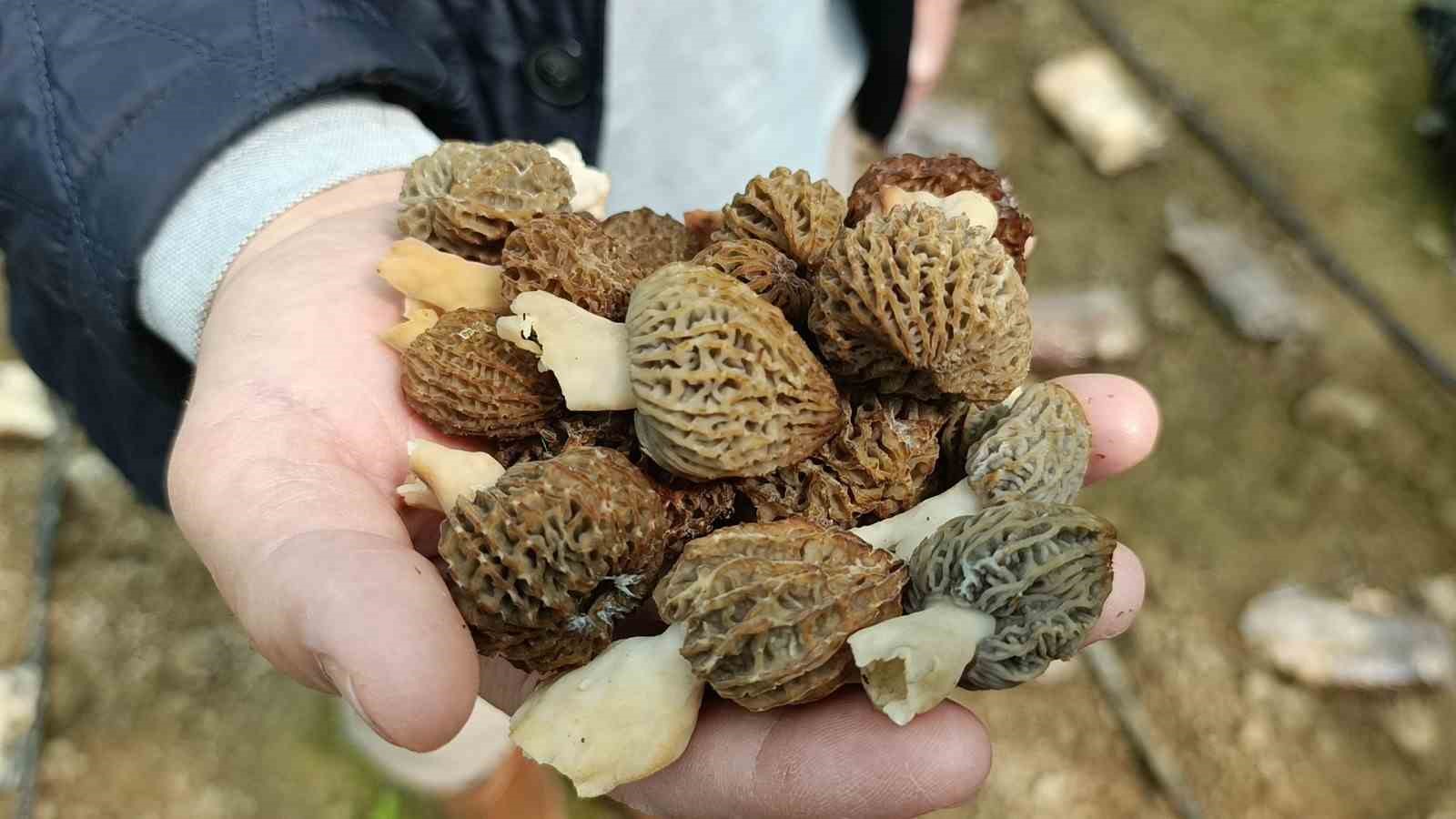 antalyali ziraat muhendisi serada kuzugobegi mantari uretimine basladi 1