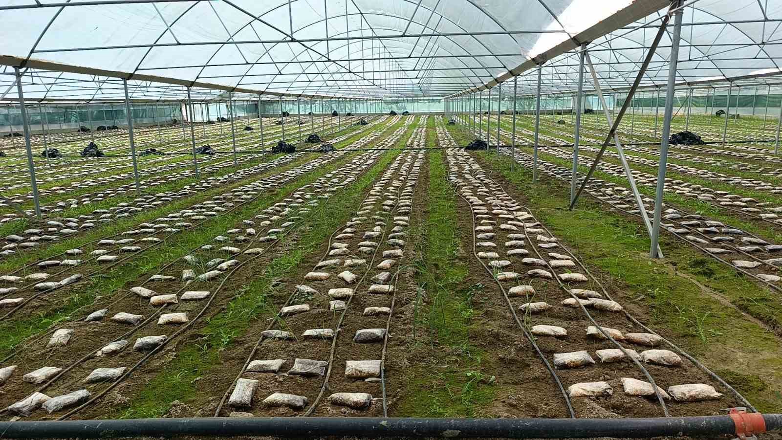 antalyali ziraat muhendisi serada kuzugobegi mantari uretimine basladi 2 CQjmkYbL