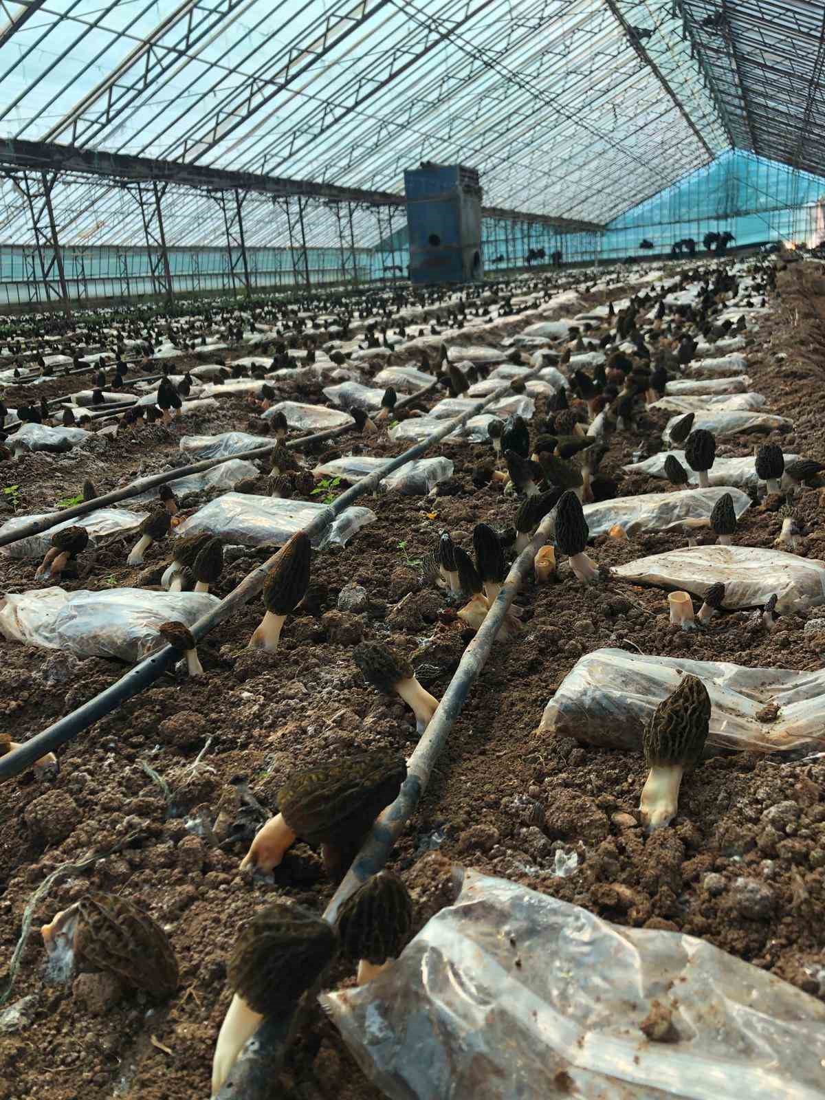 antalyali ziraat muhendisi serada kuzugobegi mantari uretimine basladi 4 i6YuwLNq