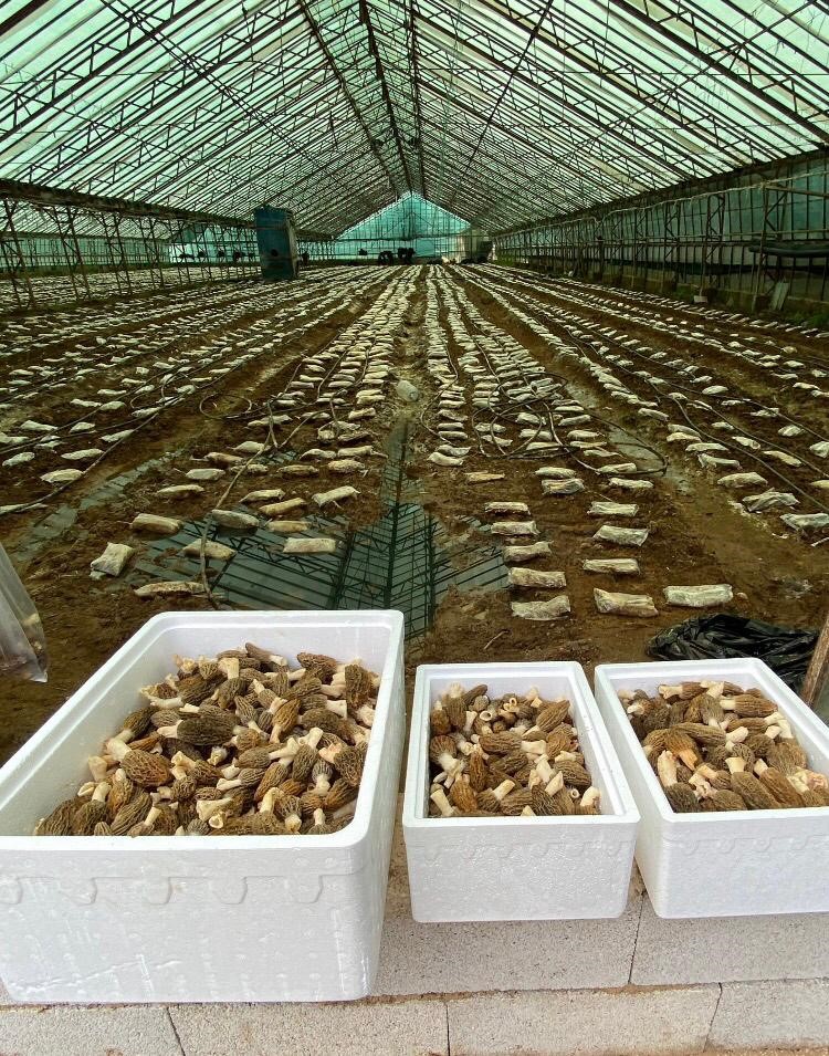 antalyali ziraat muhendisi serada kuzugobegi mantari uretimine basladi 5 4r6cl74s