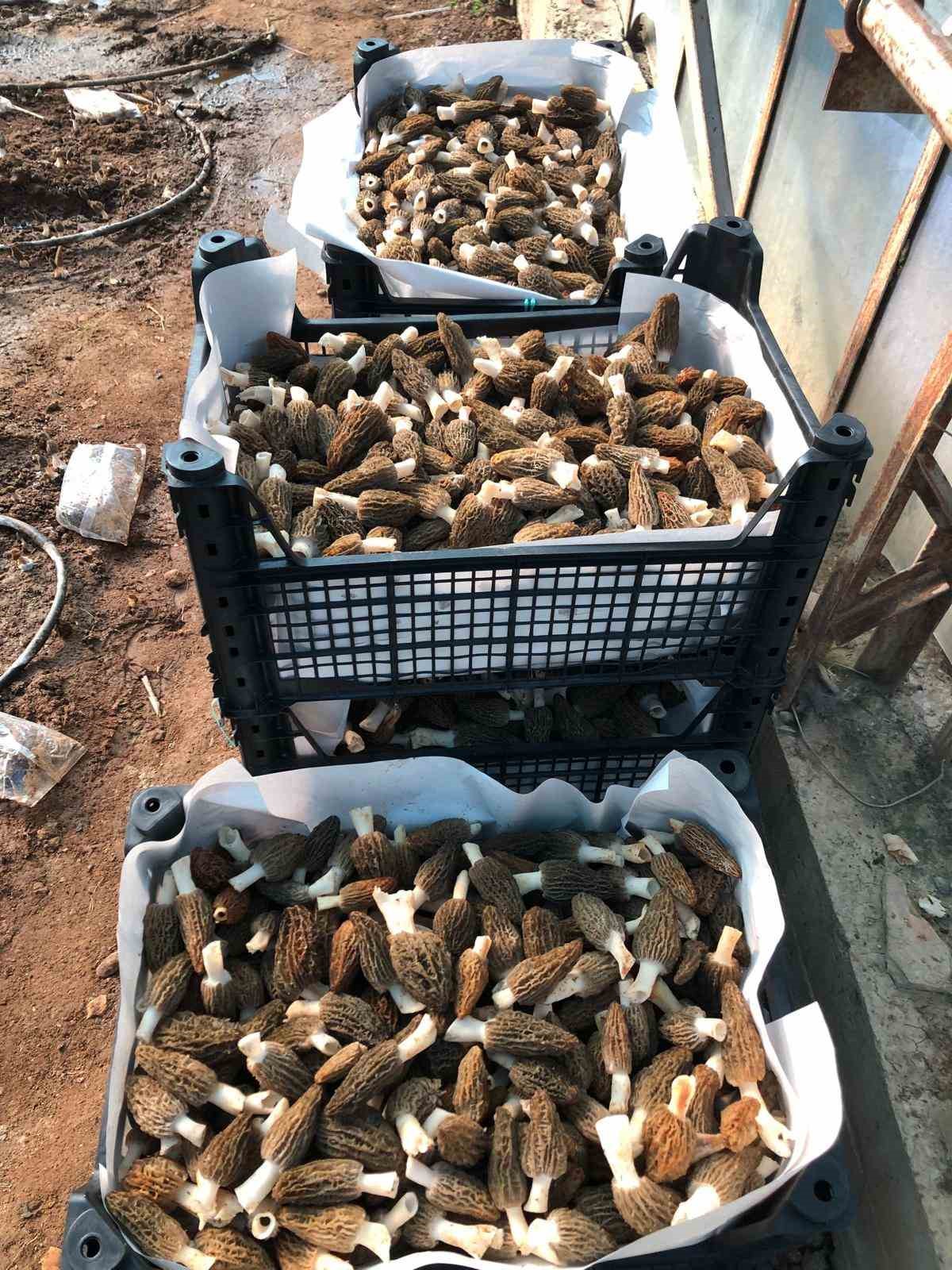 antalyali ziraat muhendisi serada kuzugobegi mantari uretimine basladi 6 LLDqfW12