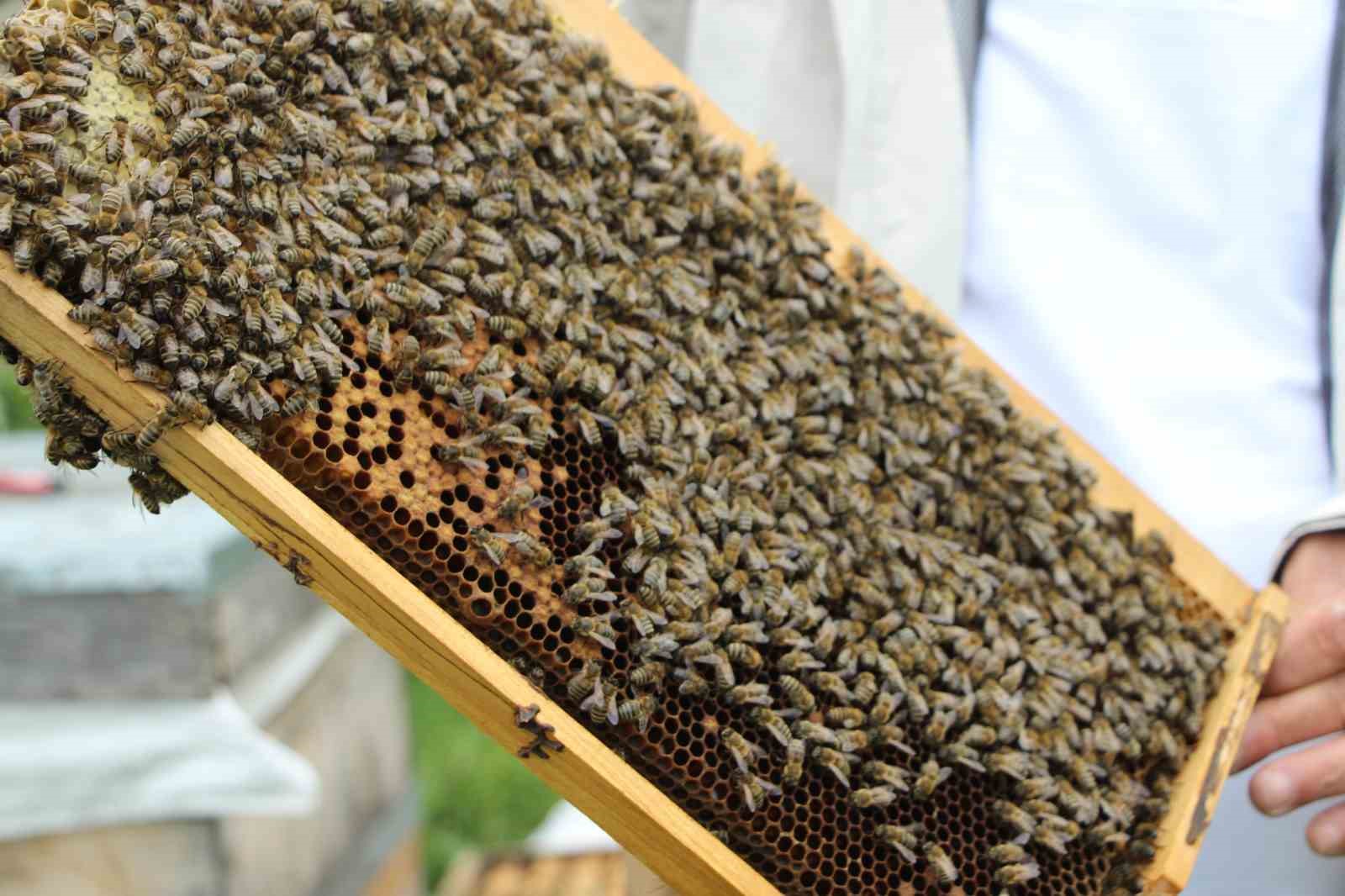 Anzer Balı’nın yeni sezon kilogram satış fiyatı 7 Bin TL olarak belirlendi 8 anzer balinin yeni sezon kilogram satis fiyati 7 bin tl olarak belirlendi 4 VFytJLms