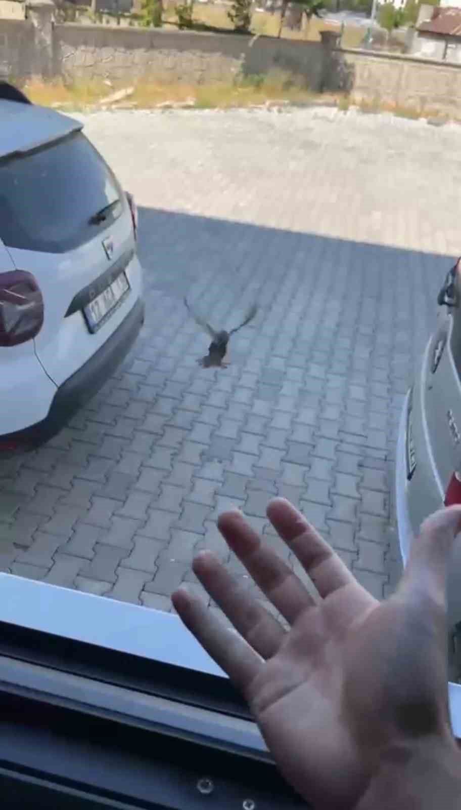 Apartman boşluğuna düşen sığırcık kurtarıldı 4 apartman bosluguna dusen sigircik kurtarildi 0 iKIYUjcc