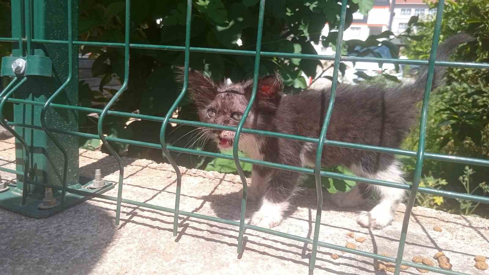 Araçların motoruna giren kedi, itfaiyeyi seferber etti 8 araclarin motoruna giren kedi itfaiyeyi seferber etti 4 63Vw7aSK