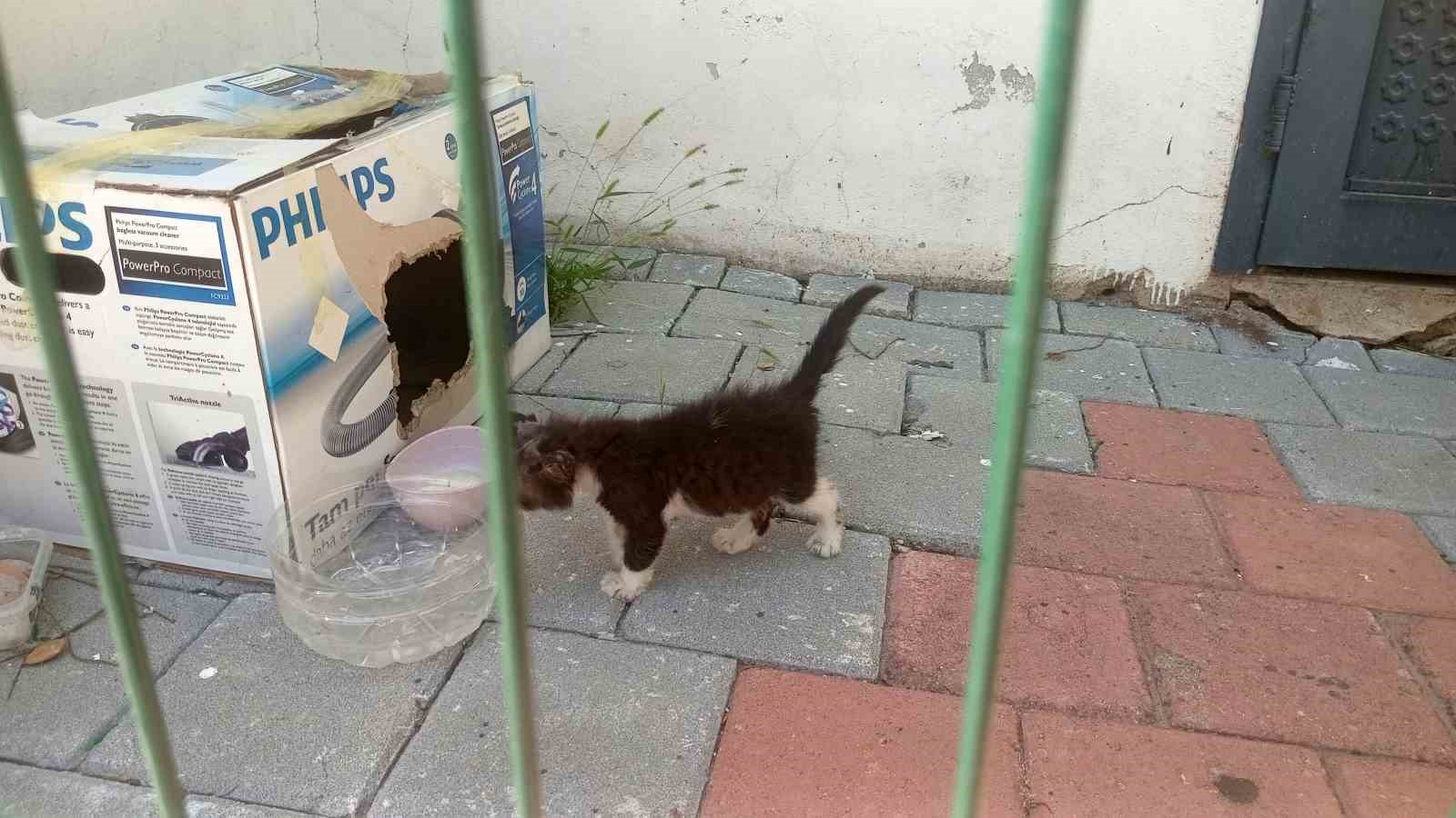 Araçların motoruna giren kedi, itfaiyeyi seferber etti 10 araclarin motoruna giren kedi itfaiyeyi seferber etti 6 QshbaneX