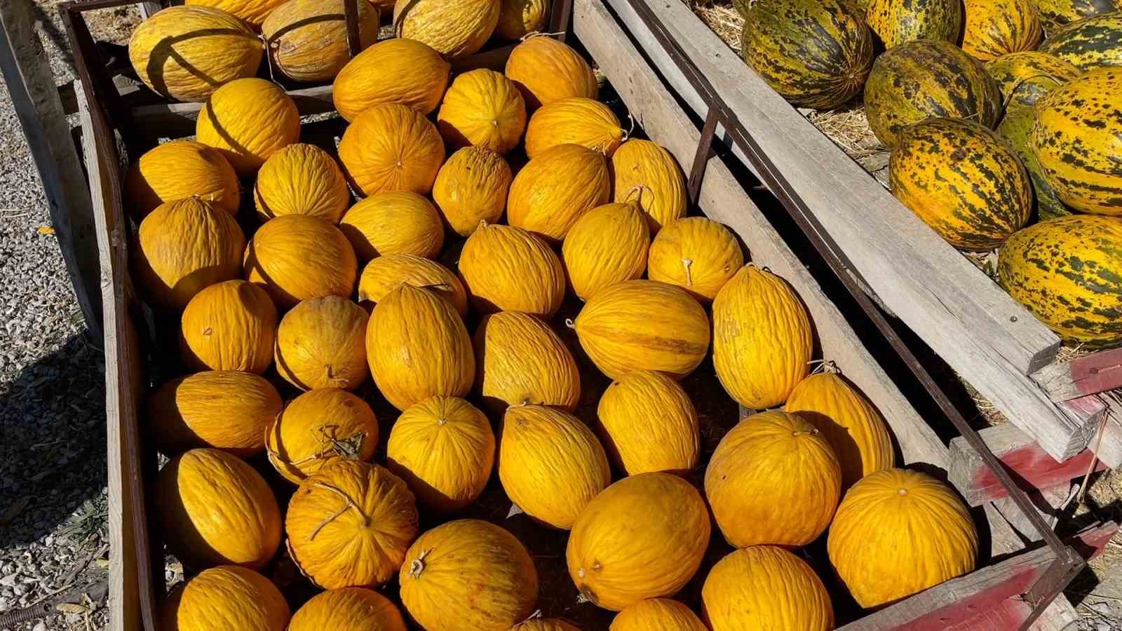 arastirmaci kavuncu dede ata tohumlarini gelecege tasiyor 3 5E71SfV4