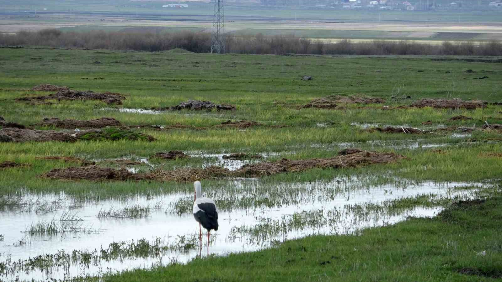 arazide tek basina beslenen leylek goruntulendi 2 qn8HIbRv