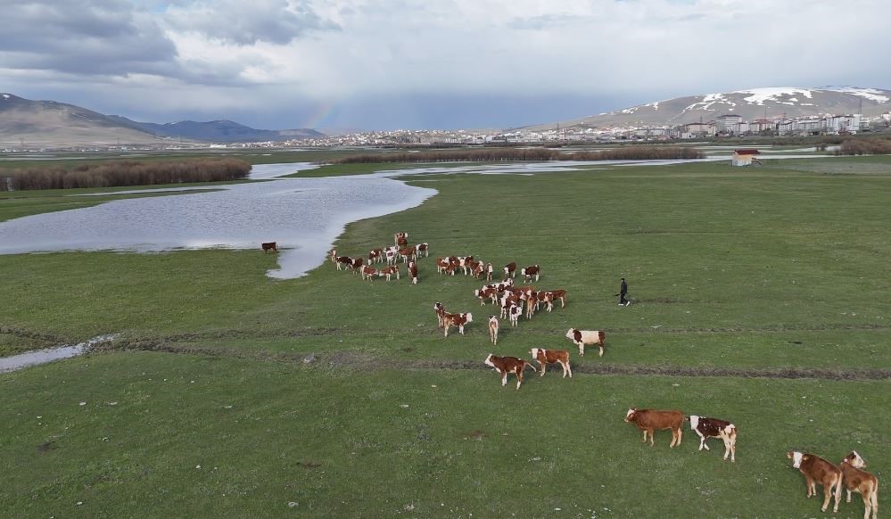 Ardahan’da besiciler kış boyu ahırlarda besledikleri hayvanlarını meraya çıkardı 5 ardahanda besiciler kis boyu ahirlarda besledikleri hayvanlarini meraya cikardi 1