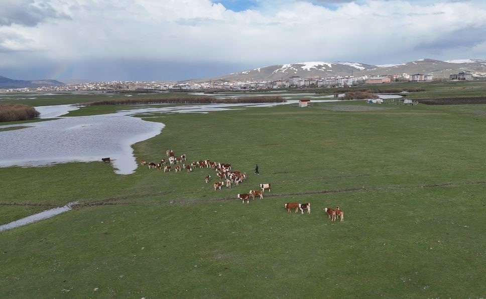 Ardahan’da besiciler kış boyu ahırlarda besledikleri hayvanlarını meraya çıkardı 6 ardahanda besiciler kis boyu ahirlarda besledikleri hayvanlarini meraya cikardi 2 fpyCsREP