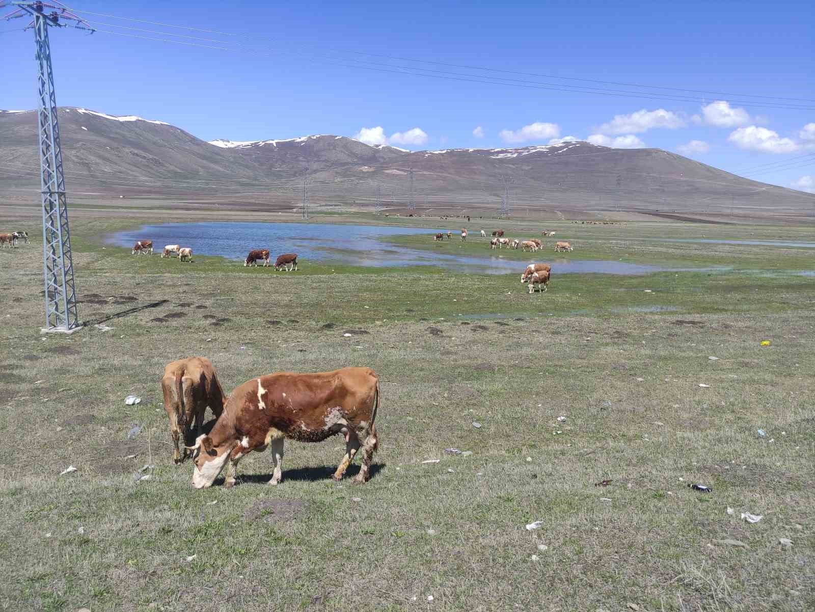 Ardahan’da besiciler kış boyu ahırlarda besledikleri hayvanlarını meraya çıkardı 7 ardahanda besiciler kis boyu ahirlarda besledikleri hayvanlarini meraya cikardi 3 kYUdiKug
