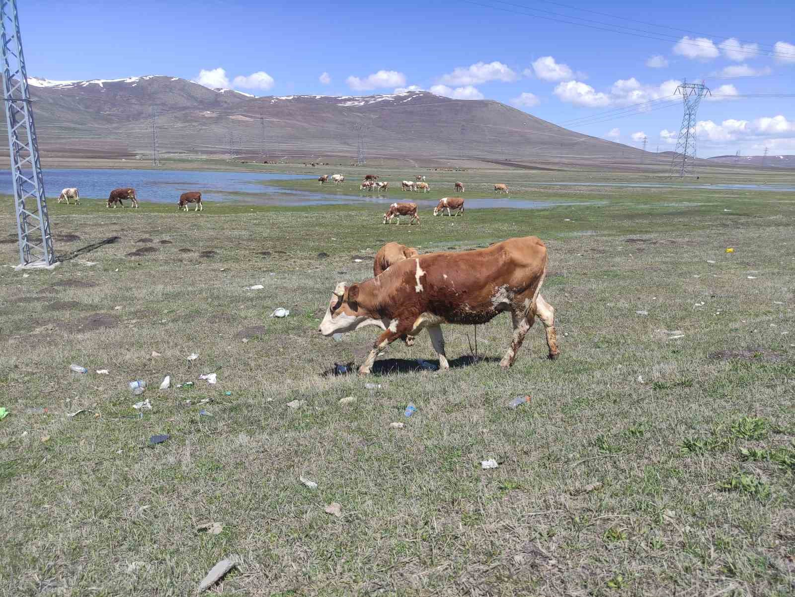 Ardahan’da besiciler kış boyu ahırlarda besledikleri hayvanlarını meraya çıkardı 8 ardahanda besiciler kis boyu ahirlarda besledikleri hayvanlarini meraya cikardi 4 U2WeTXjz