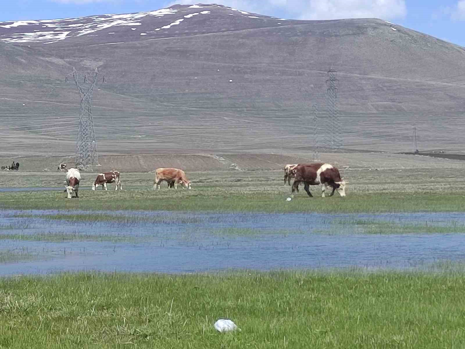 Ardahan’da besiciler kış boyu ahırlarda besledikleri hayvanlarını meraya çıkardı 9 ardahanda besiciler kis boyu ahirlarda besledikleri hayvanlarini meraya cikardi 5 GeNv1HKk