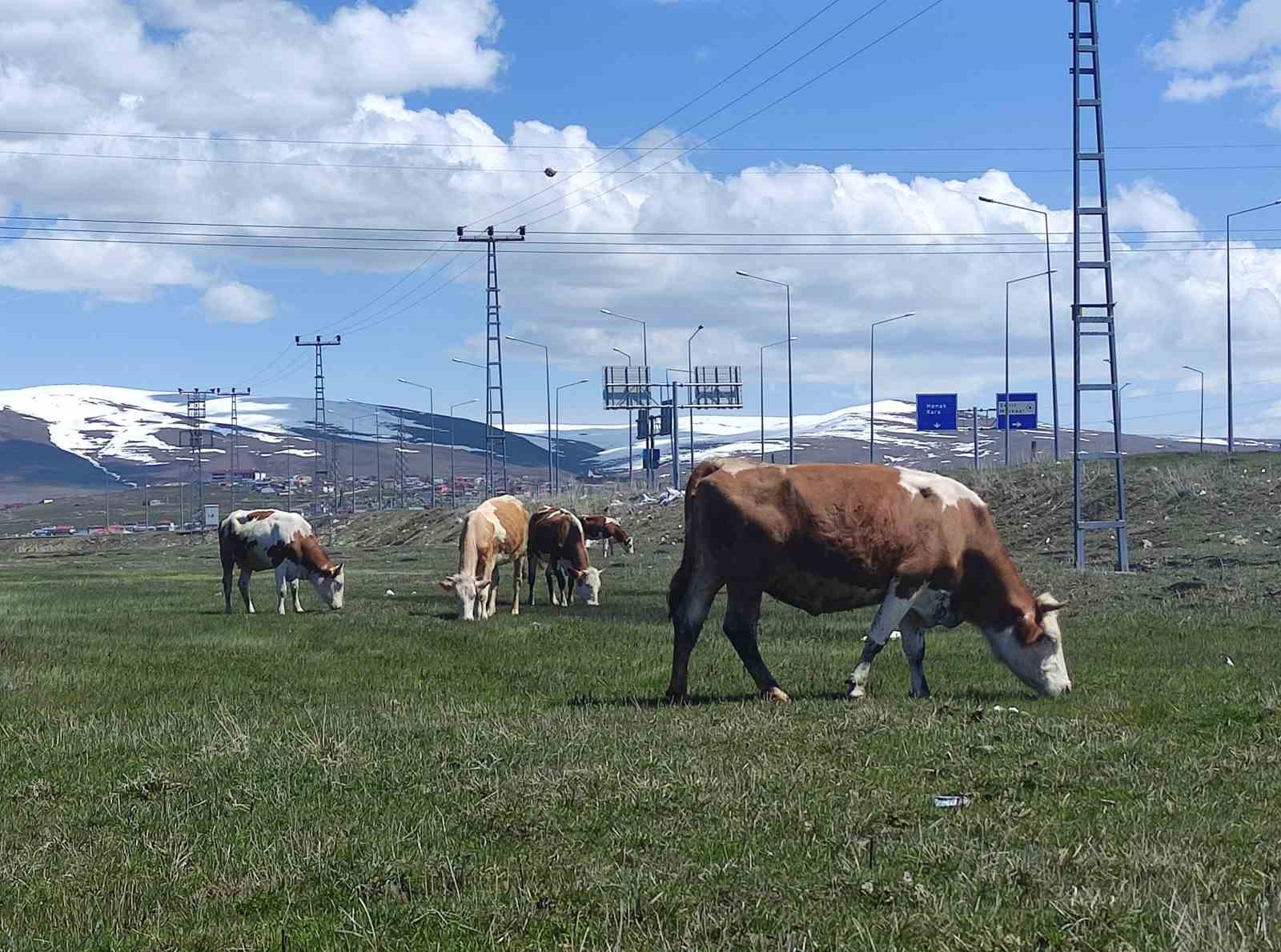 Ardahan’da besiciler kış boyu ahırlarda besledikleri hayvanlarını meraya çıkardı 10 ardahanda besiciler kis boyu ahirlarda besledikleri hayvanlarini meraya cikardi 6 qiUUAOwu