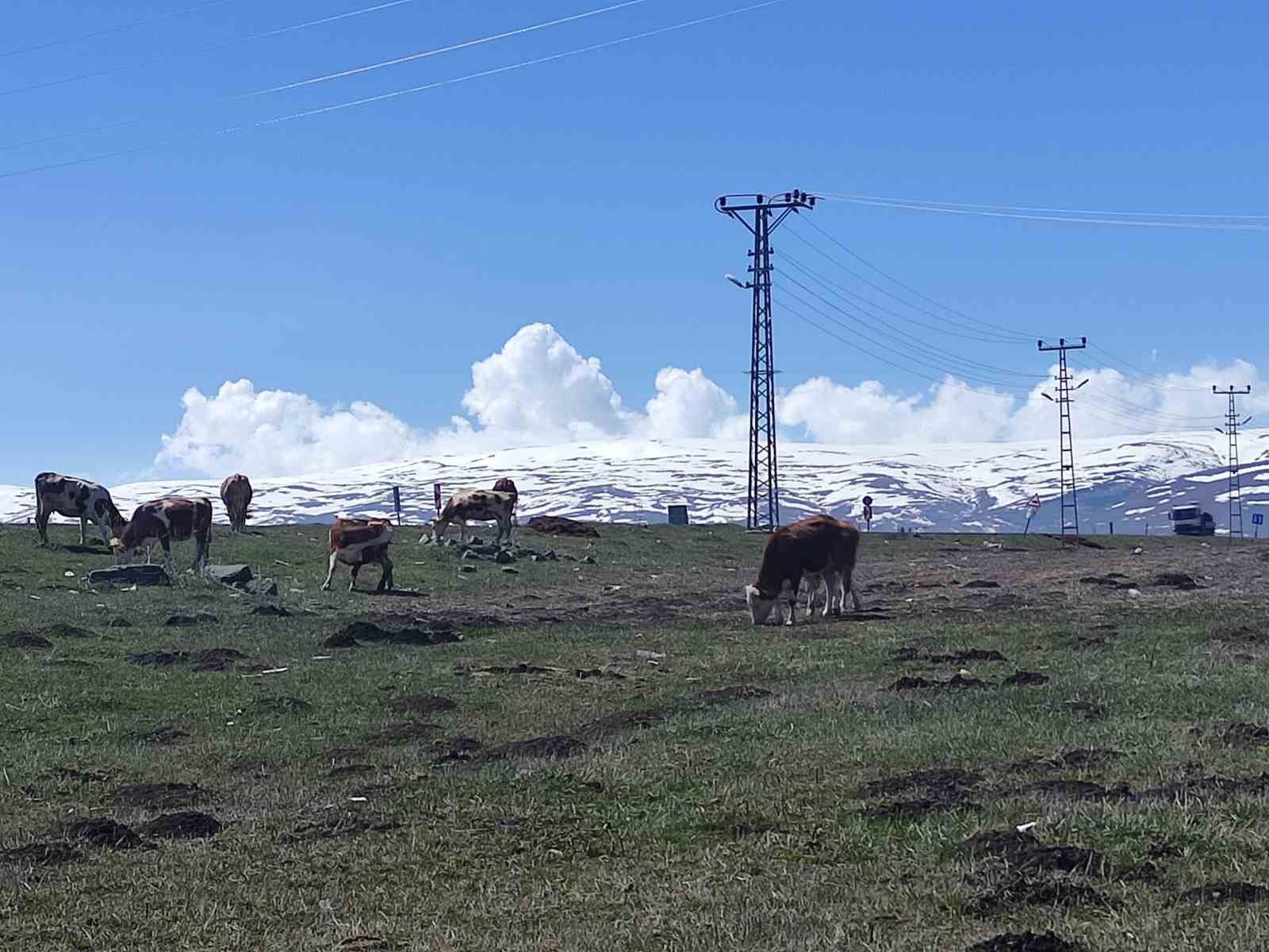 Ardahan’da besiciler kış boyu ahırlarda besledikleri hayvanlarını meraya çıkardı 11 ardahanda besiciler kis boyu ahirlarda besledikleri hayvanlarini meraya cikardi 7 vNueiSty