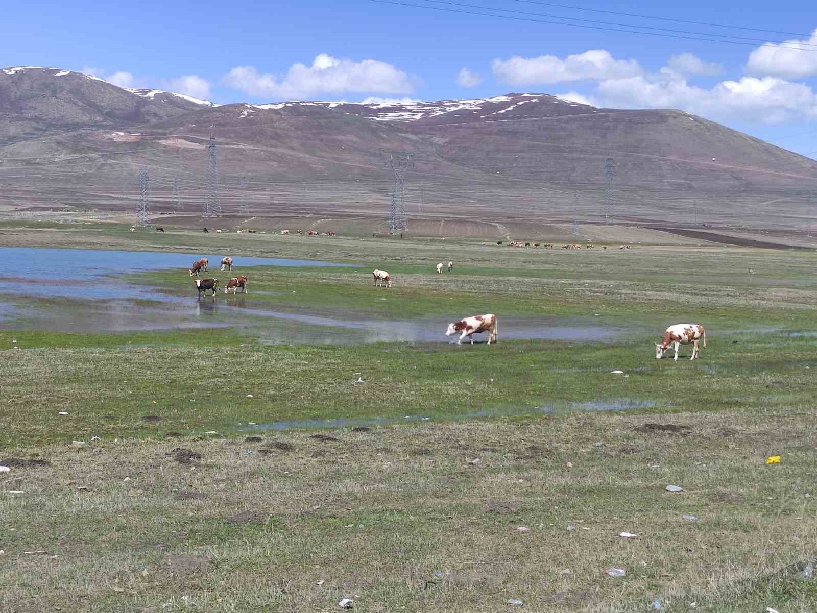 Ardahan’da besiciler kış boyu ahırlarda besledikleri hayvanlarını meraya çıkardı 12 ardahanda besiciler kis boyu ahirlarda besledikleri hayvanlarini meraya cikardi 8 J5D39zL7